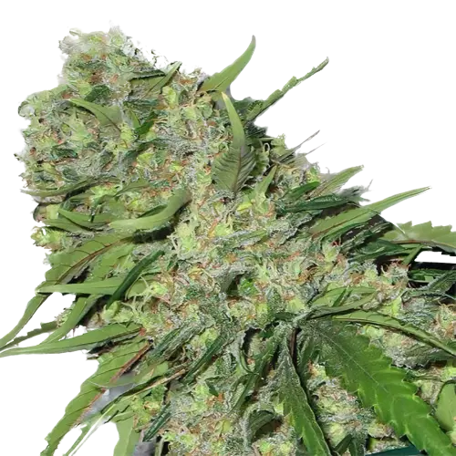 Chemo Cannabissamen-Verpackung — Royal King Seeds Deutschland