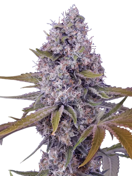 Cherries Jubilee Cannabissamen-Verpackung — Royal King Seeds Deutschland