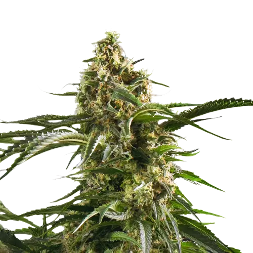 Cherry AK-47 Cannabissamen-Verpackung — Royal King Seeds Deutschland
