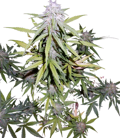 Cherry Bomb Cannabissamen-Verpackung — Royal King Seeds Deutschland