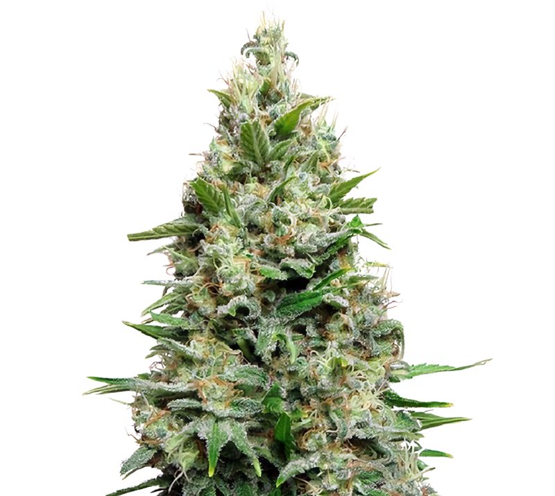 Cherry Diesel Cannabissamen-Verpackung — Royal King Seeds Deutschland