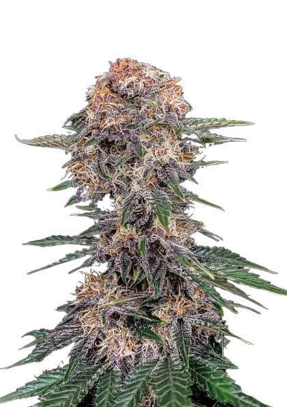 Cherry Kola Cannabissamen-Verpackung — Royal King Seeds Deutschland