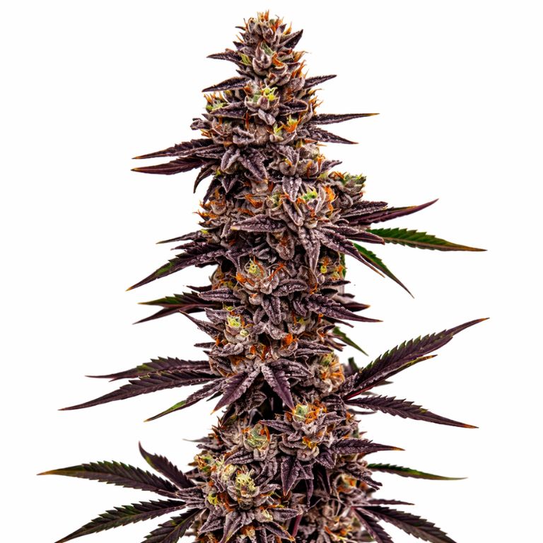 Cherry Pie Cannabissamen-Verpackung — Royal King Seeds Deutschland