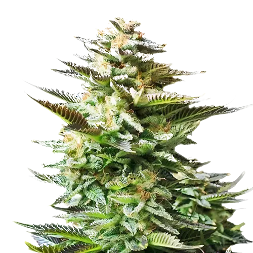 Chiesel Cannabissamen-Verpackung — Royal King Seeds Deutschland