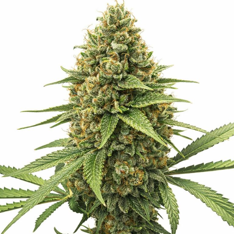 Chocolate Kush Cannabissamen-Verpackung — Royal King Seeds Deutschland