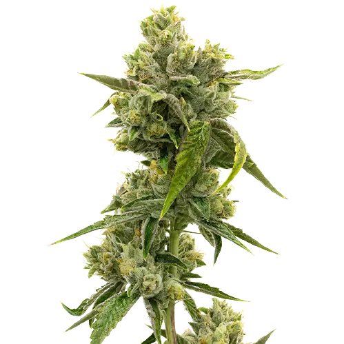 CHR Super OG Cannabissamen-Verpackung — Royal King Seeds Deutschland