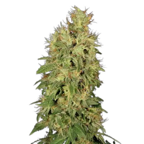 Chronic Cannabissamen-Verpackung — Royal King Seeds Deutschland