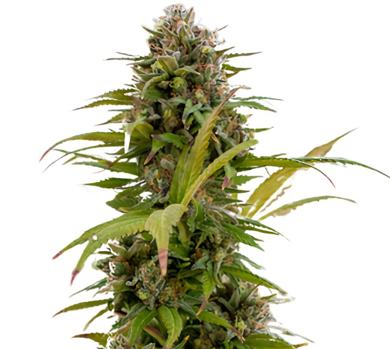 Chronic Thunder Cannabissamen-Verpackung — Royal King Seeds Deutschland