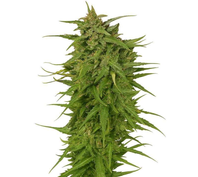 Cinex Cannabissamen-Verpackung — Royal King Seeds Deutschland