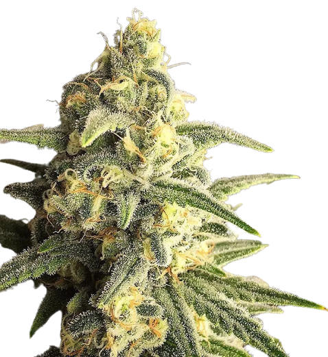 Citrus Sap Cannabissamen-Verpackung — Royal King Seeds Deutschland