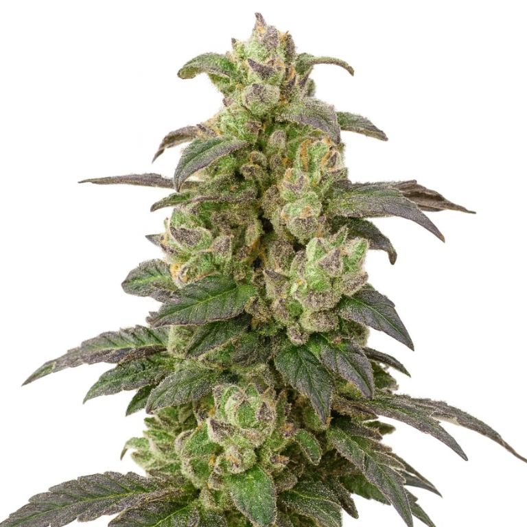 Coffee Cannabissamen-Verpackung — Royal King Seeds Deutschland
