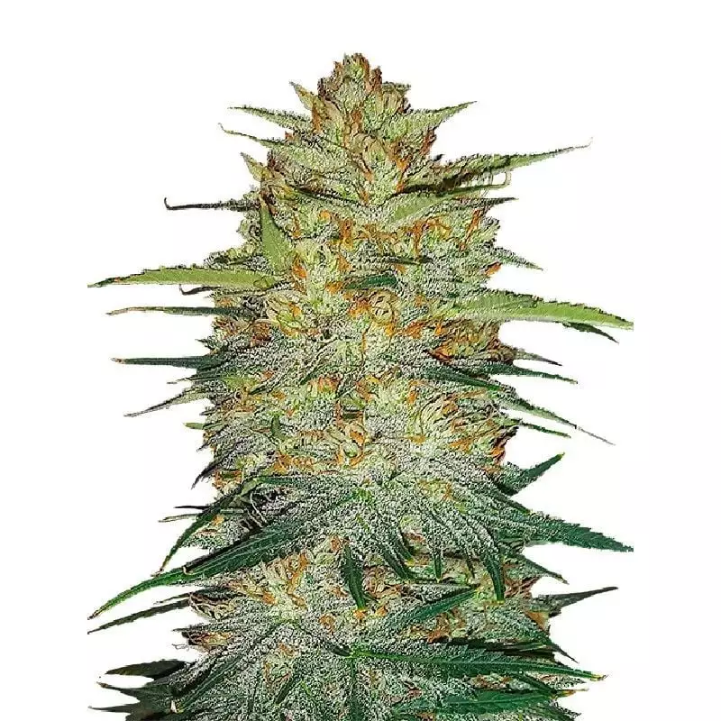 Cold War Kush Cannabissamen-Verpackung — Royal King Seeds Deutschland