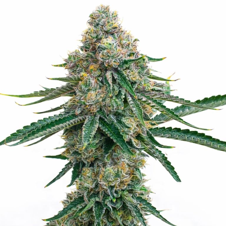 Colorado Bubba Cannabissamen-Verpackung — Royal King Seeds Deutschland