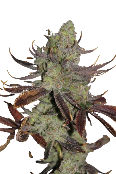 Conspiracy Kush Cannabissamen-Verpackung — Royal King Seeds Deutschland