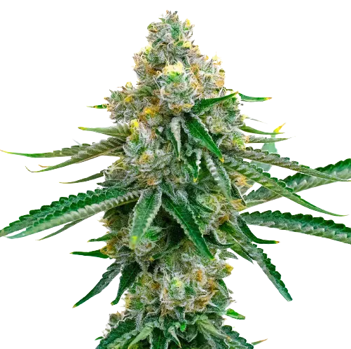 Cookie Jar Cannabissamen-Verpackung — Royal King Seeds Deutschland