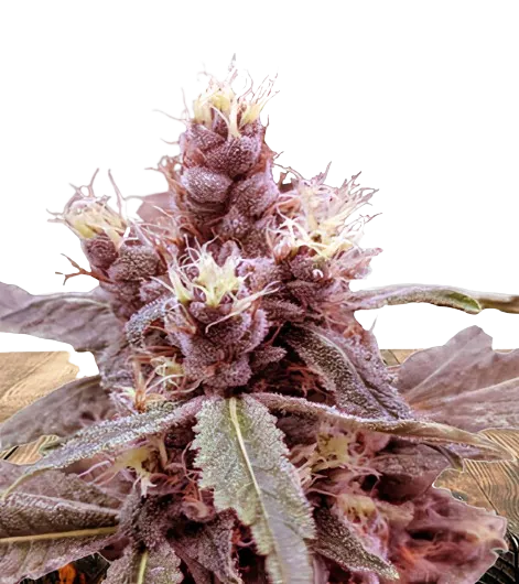 Cookie Monster Cannabissamen-Verpackung — Royal King Seeds Deutschland