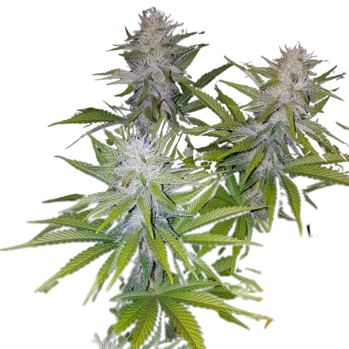 Cookies Kush Cannabissamen-Verpackung — Royal King Seeds Deutschland