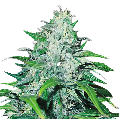 Copper Kush Cannabissamen-Verpackung — Royal King Seeds Deutschland