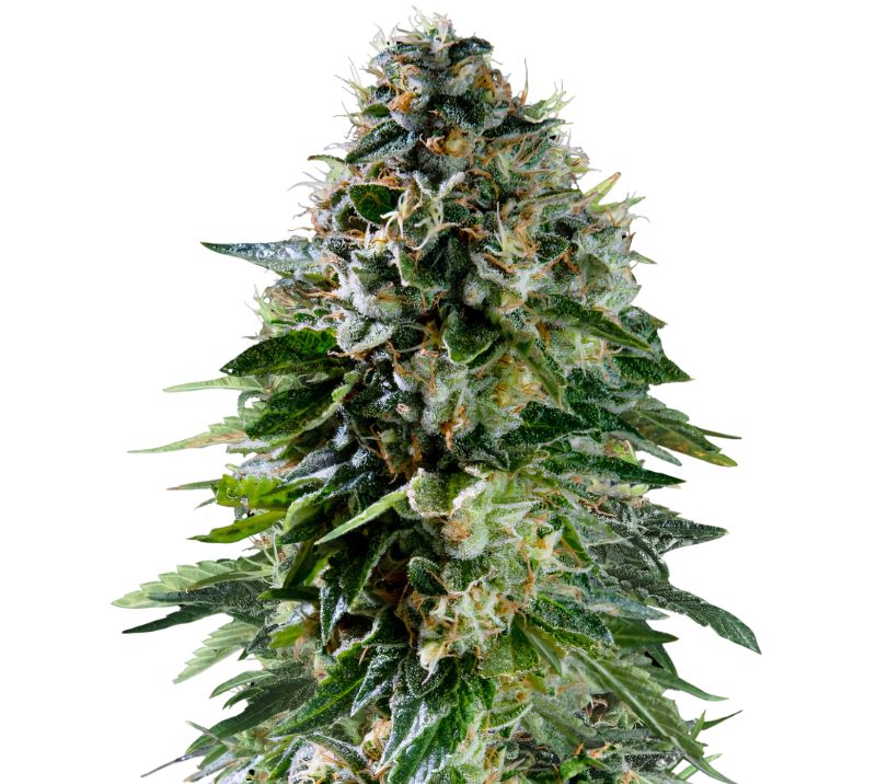 Corkscrew Cannabissamen-Verpackung — Royal King Seeds Deutschland