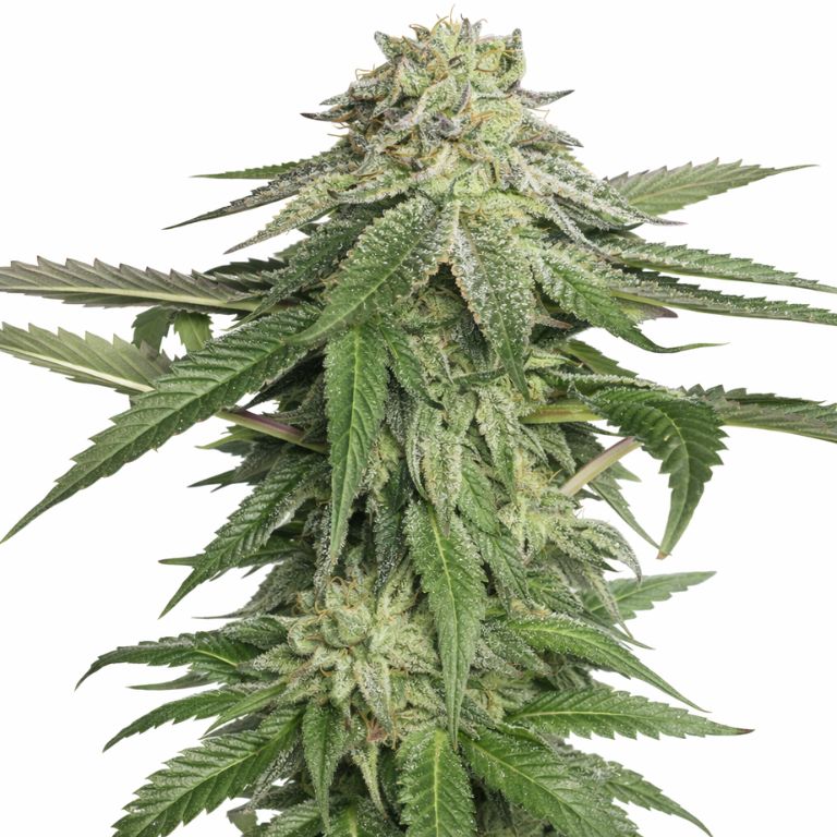 Corleone Kush Cannabissamen-Verpackung — Royal King Seeds Deutschland
