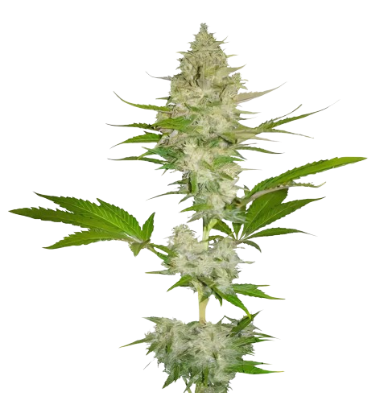 Cotton Candy Kush Cannabissamen-Verpackung — Royal King Seeds Deutschland