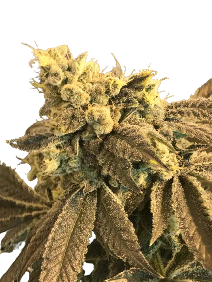 Cowboy Kush Cannabissamen-Verpackung — Royal King Seeds Deutschland