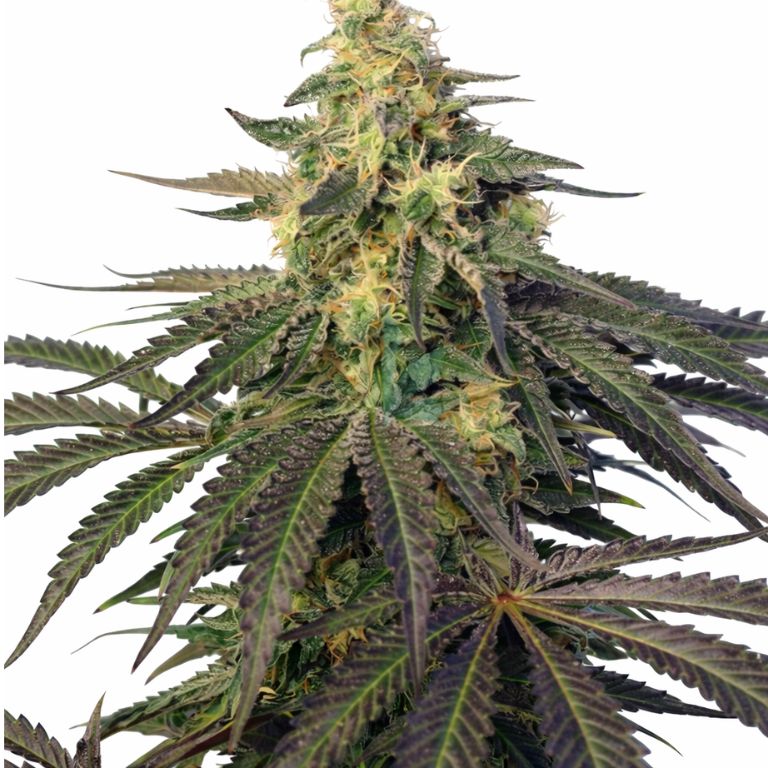 Cream Caramel Cannabissamen-Verpackung — Royal King Seeds Deutschland