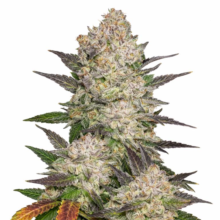Cream Cannabissamen-Verpackung — Royal King Seeds Deutschland