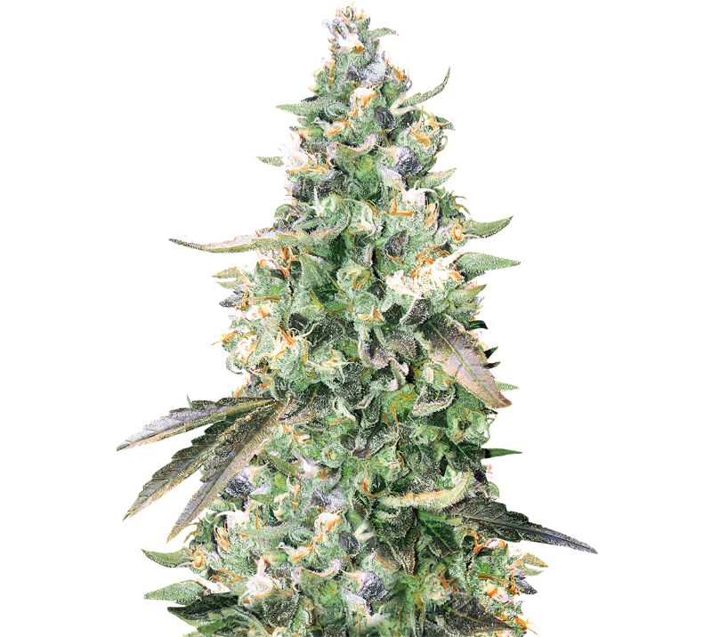 Critical Bilbo Cannabissamen-Verpackung — Royal King Seeds Deutschland