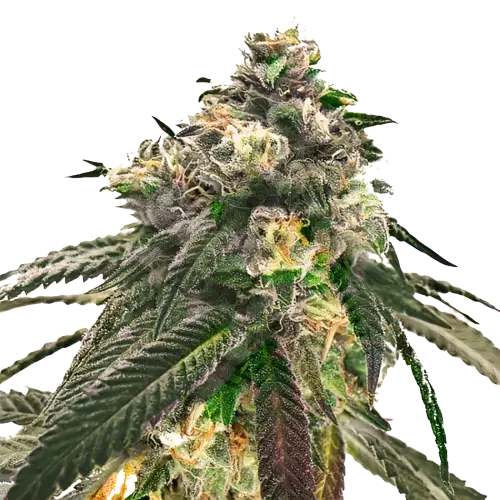 Critical Fast Bud Cannabissamen-Verpackung — Royal King Seeds Deutschland