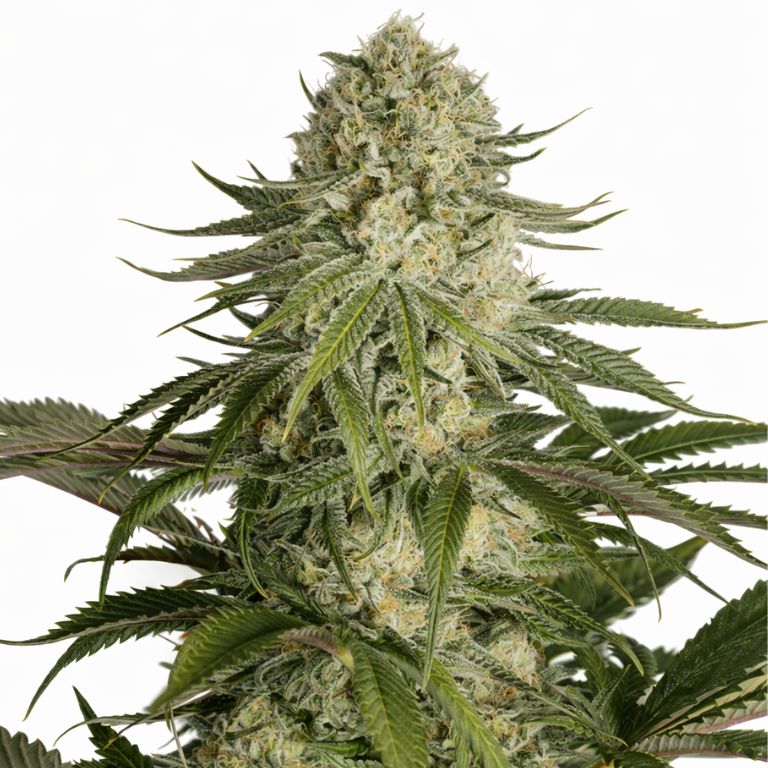 Critical Kush Cannabissamen-Verpackung — Royal King Seeds Deutschland