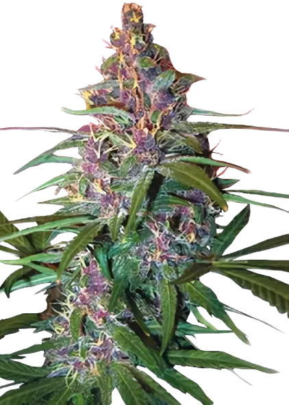 Critical Purple Cannabissamen-Verpackung — Royal King Seeds Deutschland
