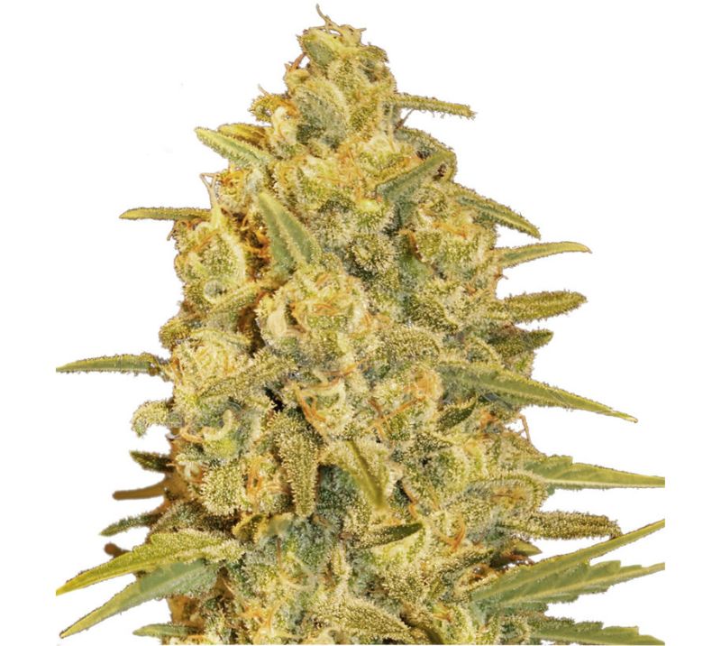 Critical Sensi Star Cannabissamen-Verpackung — Royal King Seeds Deutschland