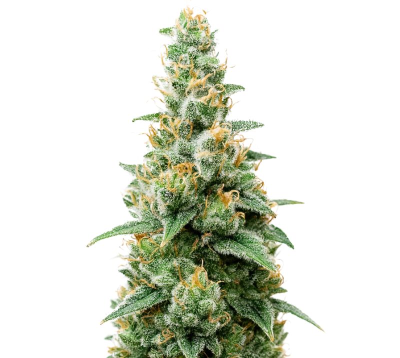 Critical Skunk Cannabissamen-Verpackung — Royal King Seeds Deutschland