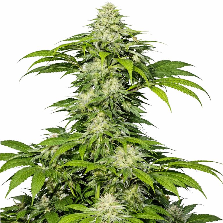 Crosswalker Cannabissamen-Verpackung — Royal King Seeds Deutschland