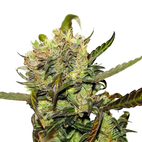 Crown OG Cannabissamen-Verpackung — Royal King Seeds Deutschland