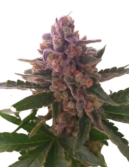 Crown Royale Cannabissamen-Verpackung — Royal King Seeds Deutschland