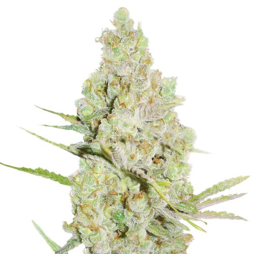 Crystal Coma Cannabissamen-Verpackung — Royal King Seeds Deutschland
