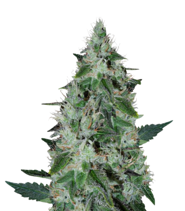 Dakini Kush Cannabissamen-Verpackung — Royal King Seeds Deutschland