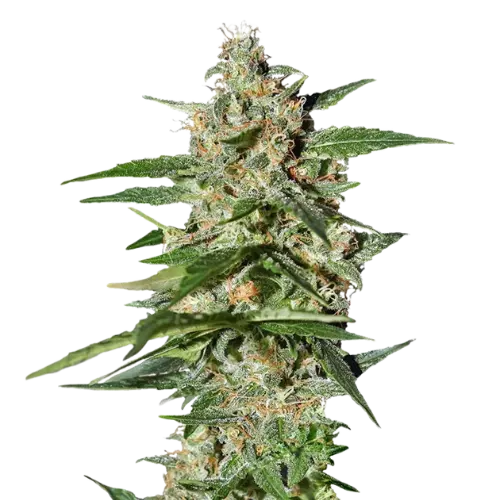 Damnesia Cannabissamen-Verpackung — Royal King Seeds Deutschland