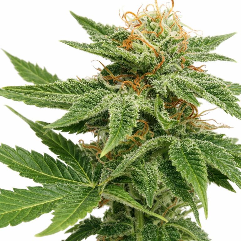 Dank Sinatra Cannabissamen-Verpackung — Royal King Seeds Deutschland