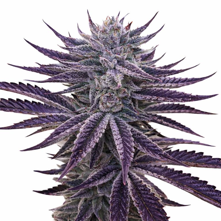 Dark Side of the Moon Cannabissamen-Verpackung — Royal King Seeds Deutschland