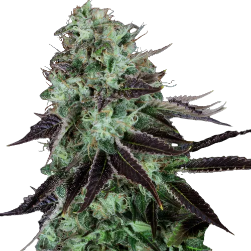 Dark Star Cannabissamen-Verpackung — Royal King Seeds Deutschland