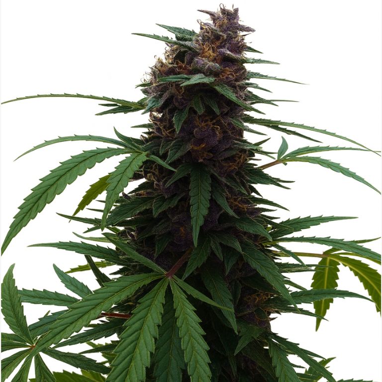 Darth Vader Cannabissamen-Verpackung — Royal King Seeds Deutschland