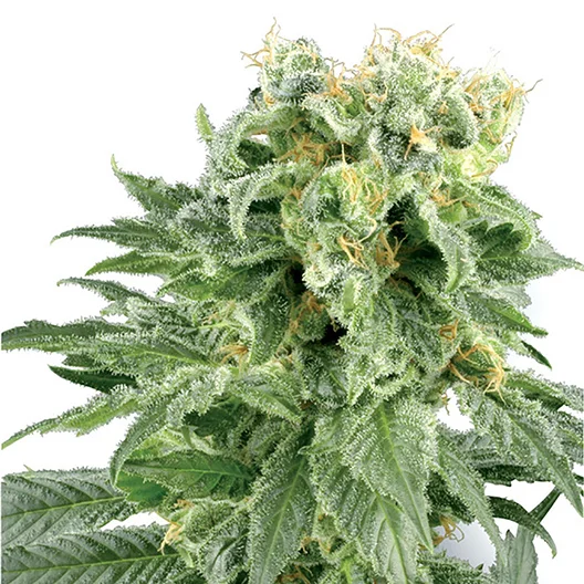 Dawgfather OG Cannabissamen-Verpackung — Royal King Seeds Deutschland