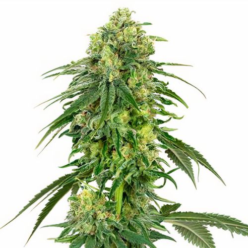 Deadhead OG Cannabissamen-Verpackung — Royal King Seeds Deutschland