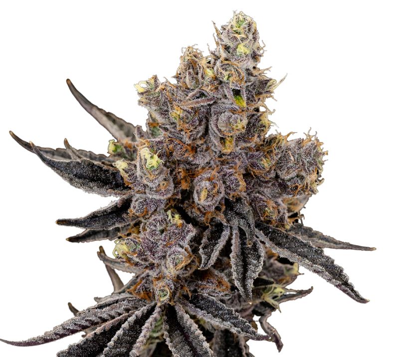 Deep Chunk Cannabissamen-Verpackung — Royal King Seeds Deutschland