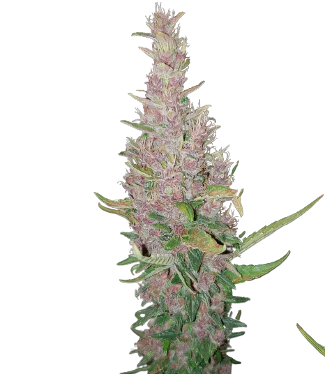 Deep Purple Cannabissamen-Verpackung — Royal King Seeds Deutschland