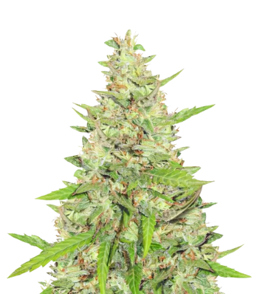 Diamond OG Cannabissamen-Verpackung — Royal King Seeds Deutschland