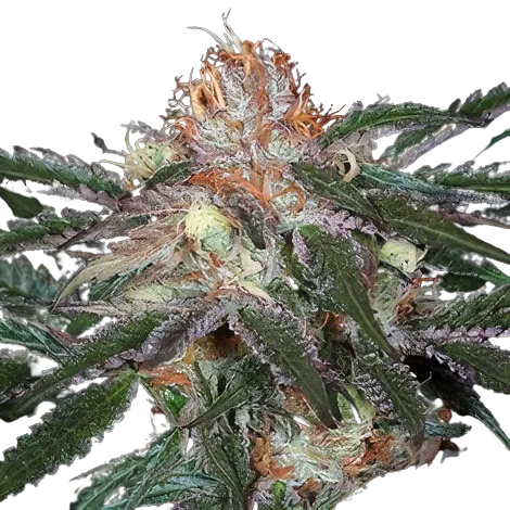 Diesel Duff Cannabissamen-Verpackung — Royal King Seeds Deutschland